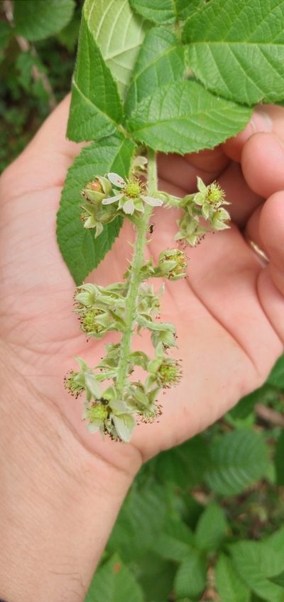 Rubus sellowii, photographed by Edson Luis Fabro Gasperin