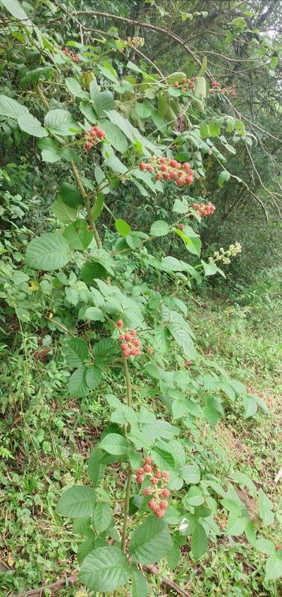 Rubus sellowii, photographed by Edson Luis Fabro Gasperin