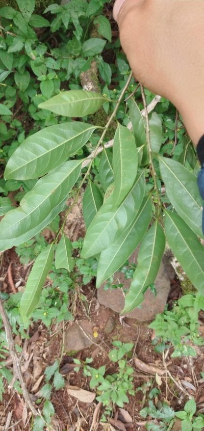 Annona rugulosa, photographed by Edson Luis Fabro Gasperin