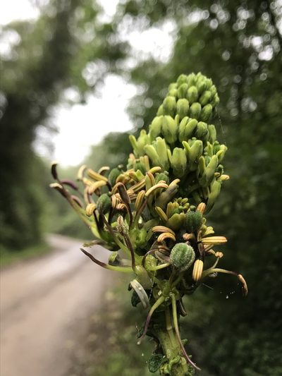Cleome anomala, photographed by Nicolás Baresch Uribe