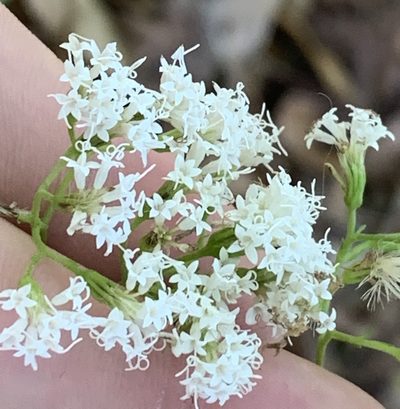 Ageratina jucunda, photographed by natalie