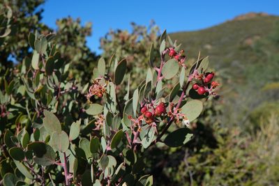 Arctostaphylos obispoensis, photographed by paulexcoff