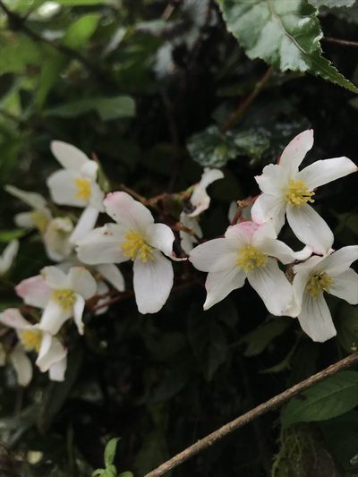 Begonia cornuta, photographed by Nicolás Baresch Uribe