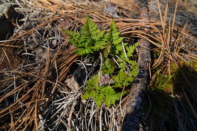 Aspidotis californica, photographed by paulexcoff