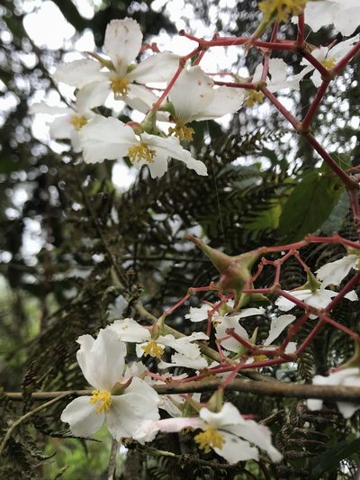 Begonia cornuta, photographed by Nicolás Baresch Uribe