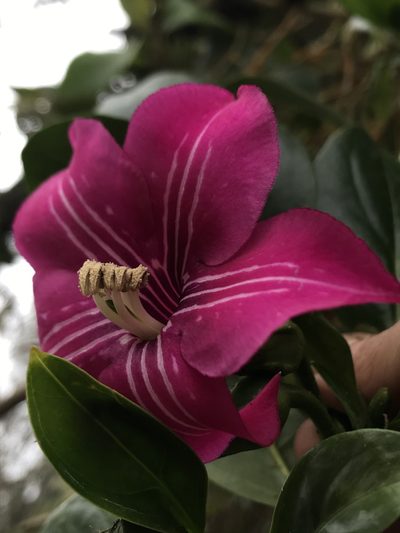 Symbolanthus anomalus, photographed by Nicolás Baresch Uribe