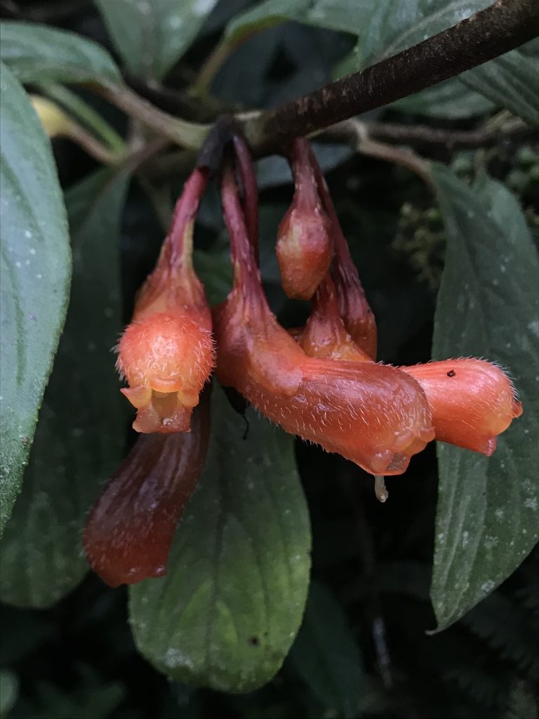 Glossoloma herthae, photographed by Nicolás Baresch Uribe