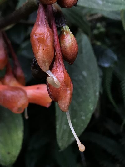 Glossoloma herthae, photographed by Nicolás Baresch Uribe