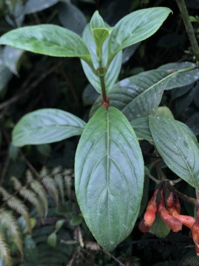Glossoloma herthae, photographed by Nicolás Baresch Uribe