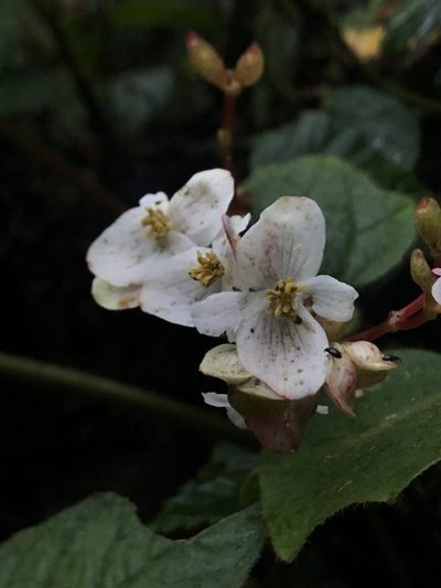 Begonia cornuta, photographed by Nicolás Baresch Uribe