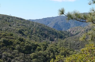 Abies bracteata