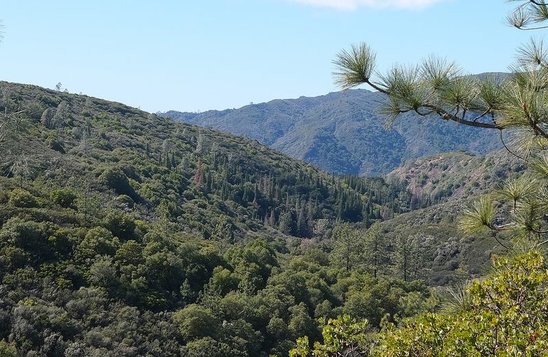 Abies bracteata, photographed by paulexcoff