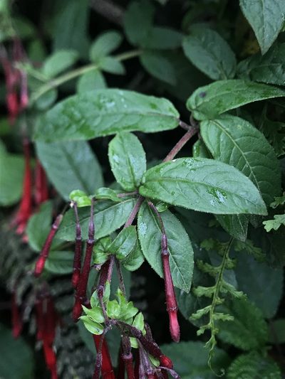 Fuchsia hirtella, photographed by Nicolás Baresch Uribe