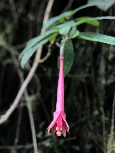Fuchsia hirtella, photographed by Nicolás Baresch Uribe