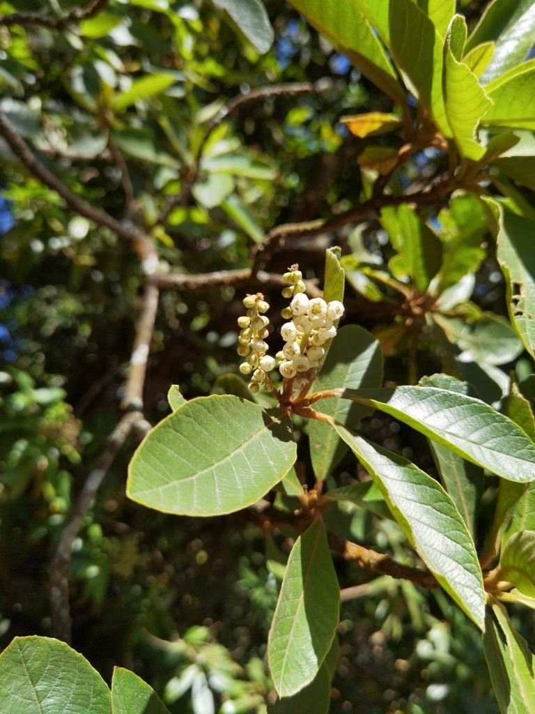 Clethra lanata, photographed by Eduardo Chacón Madrigal