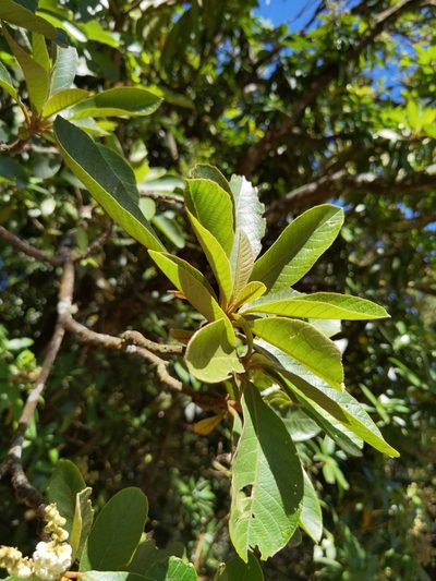 Clethra lanata, photographed by Eduardo Chacón Madrigal