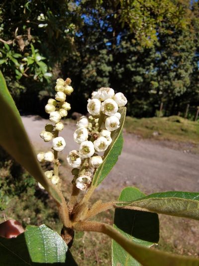 Clethra lanata, photographed by Eduardo Chacón Madrigal