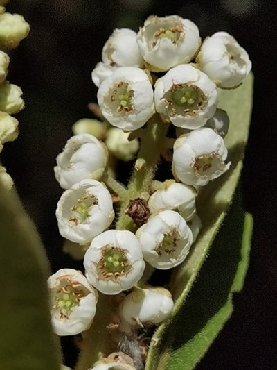 Clethra lanata, photographed by Eduardo Chacón Madrigal