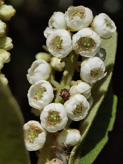 Clethra lanata, photographed by Eduardo Chacón Madrigal