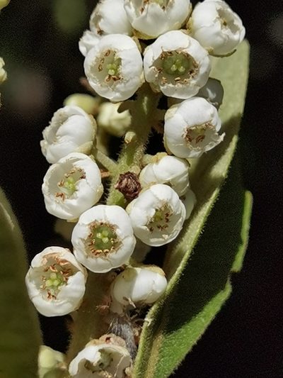 Clethra lanata, photographed by Eduardo Chacón Madrigal