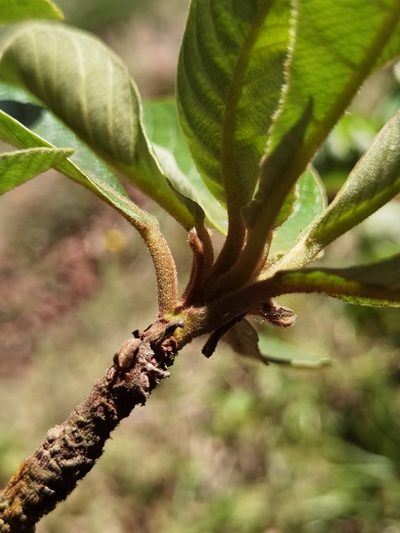 Clethra lanata, photographed by Eduardo Chacón Madrigal