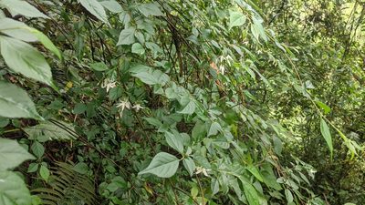Styrax formosanus, photographed by Cheng-Te Hsu