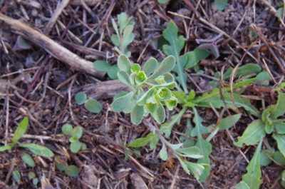 Euphorbia tetrapora, photographed by Eric Knight