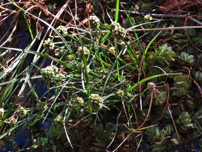 Cyperus blepharoleptos, photographed by Annika Lindqvist