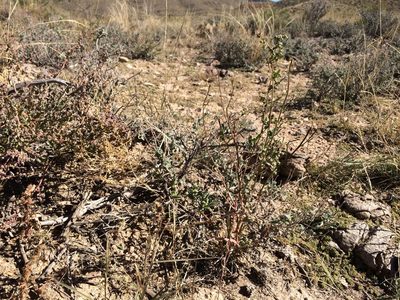 Chenopodium leptophyllum, photographed by Cecelia Alexander