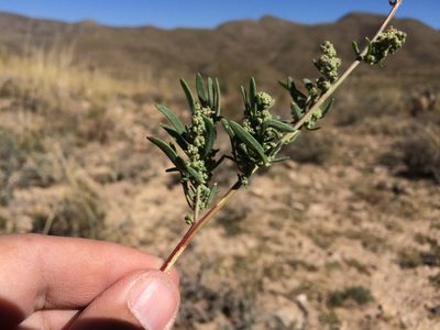 Chenopodium leptophyllum, photographed by Cecelia Alexander