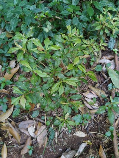 Ardisia rhomboidea, photographed by Navaneeth Sini George