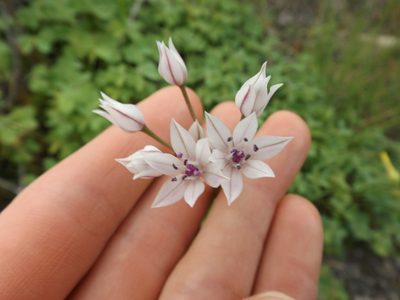 Allium praecox, photographed by Amy