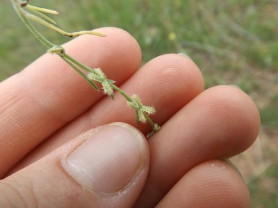 Pectocarya linearis, photographed by Amy