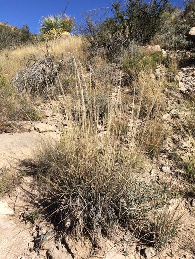 Muhlenbergia emersleyi, photographed by Cecelia Alexander