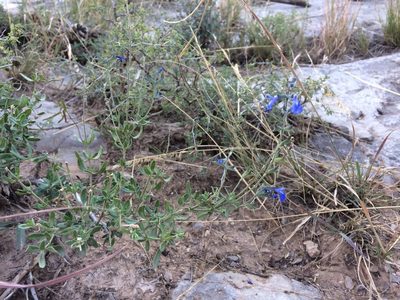 Salvia lycioides, photographed by Cecelia Alexander