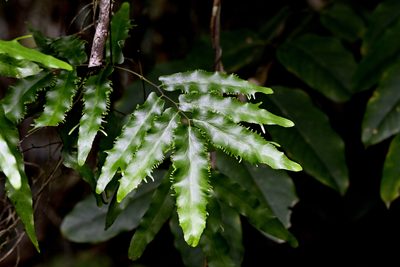 Lygodium reticulatum, photographed by garywwilson