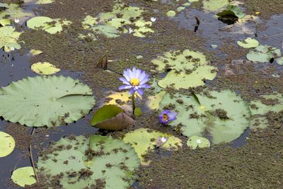 Nymphaea gigantea, photographed by Kym Nicolson