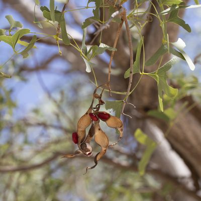 Erythrina vespertilio, photographed by Kym Nicolson