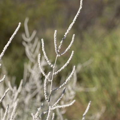 Aerva javanica, photographed by Kym Nicolson