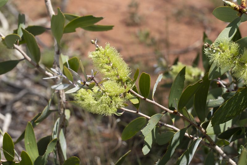 Melaleuca nervosa, photographed by Kym Nicolson