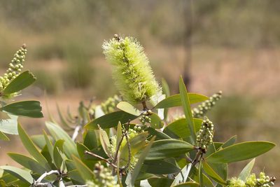 Melaleuca nervosa, photographed by Kym Nicolson