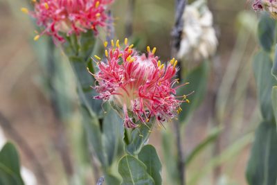 Pimelea decora, photographed by Kym Nicolson