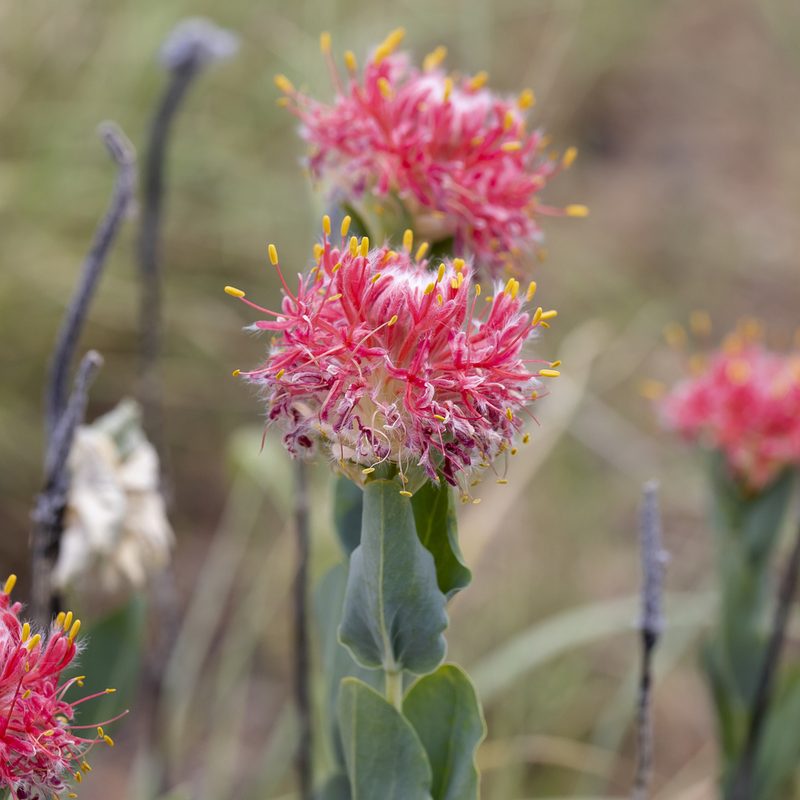 Pimelea decora, photographed by Kym Nicolson