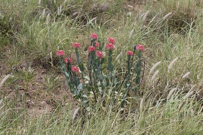 Pimelea decora, photographed by Kym Nicolson