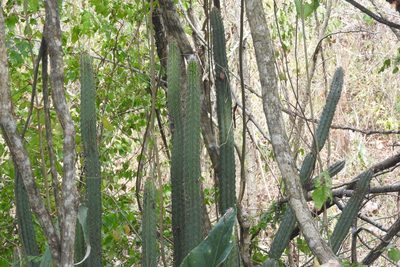 Pilosocereus purpusii, photographed by Sebastián de Jesús Herrera Buenfil
