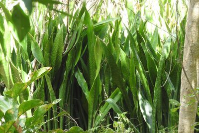 Dracaena trifasciata, photographed by Sebastián de Jesús Herrera Buenfil