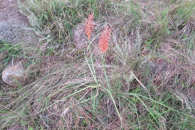 Kniphofia laxiflora, photographed by James Deacon