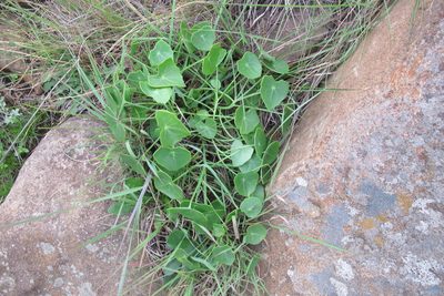 Senecio oxyriifolius, photographed by James Deacon