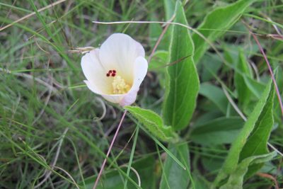 Hibiscus aethiopicus, photographed by James Deacon