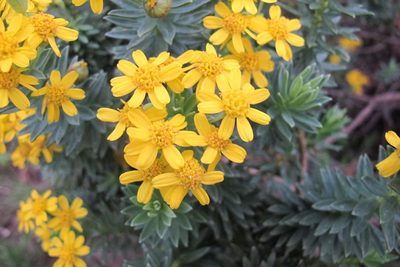 Euryops tysonii, photographed by James Deacon